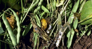 Škůdci a choroby fazolí - jak je poznat a bojovat?
